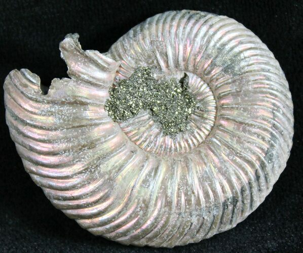 Quenstedticeras Ammonite Fossil With Pyrite #28393